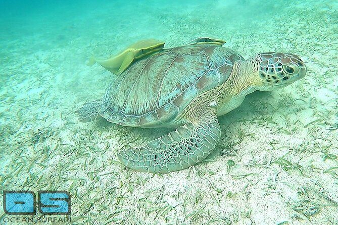 Afternoon Snorkel, Pizza & Sunset Tour departing from St. Thomas & St. John - Crew energy and the names that keep showing up
