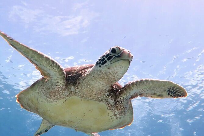 Cas Cay - Kayak Hike and Snorkel Adventure - What Makes Cas Cay Feel Like More Than a Typical Snorkel Tour