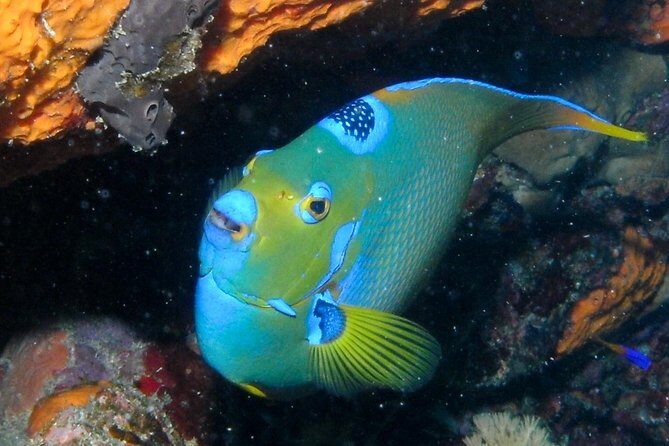 Discover Scuba Diving with No Certification in St Thomas - The Crew Makes the Difference: What People Love Most