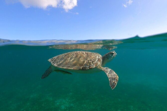 Full-Day Private Boat Charter from St. John or St. Thomas - Little Lameshur Bay: Sugar Plantation Ruins or More Turtle Time