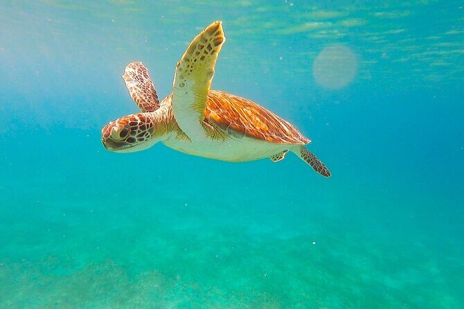 Full-Day Sailing Tour in Virgin Islands National Park - Wildlife spotting: what to expect (and how to improve your odds)