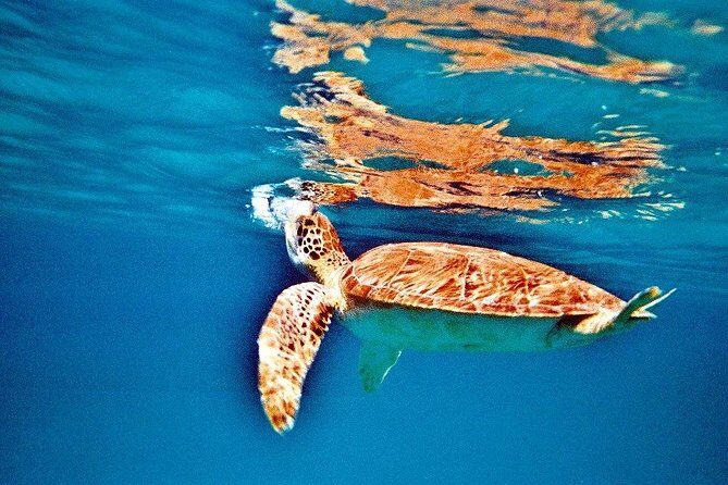 Half Day Sail and Snorkel with the Turtles - The Ladder Rule: The Real Safety Consideration