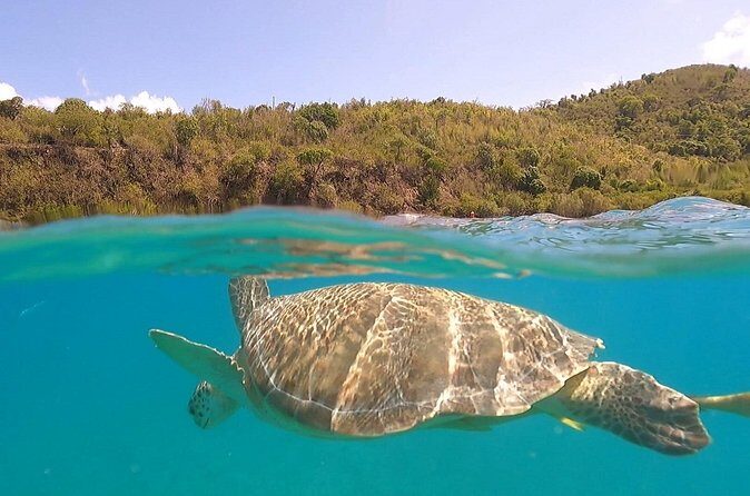 Half or Full-Day Private Boat Charter from St. John or St. Thomas - Pizza Pi and Lime Out: the floating meals that make it feel like USVI