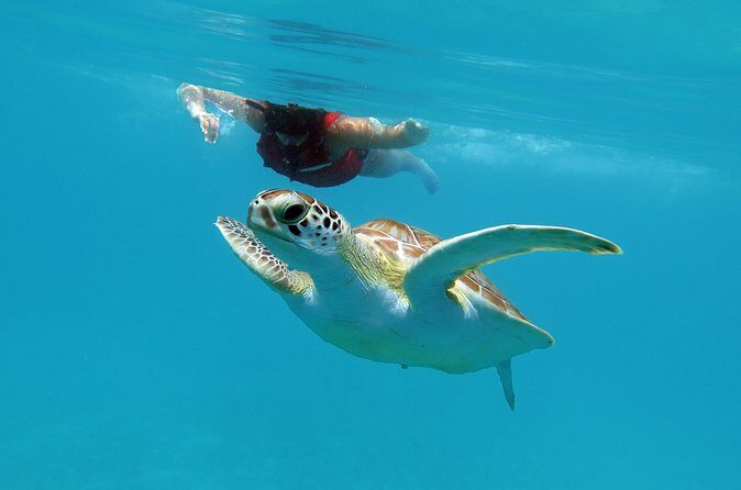 Kayak and Sea Turtle Snorkel with Beach Break - Gear, dry bag, and the lunch cooler you’ll be glad you have