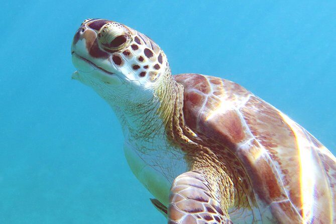 Kayak and Sea Turtle Snorkel with Beach Break - Photos for $40 cash: nice add-on if you want proof