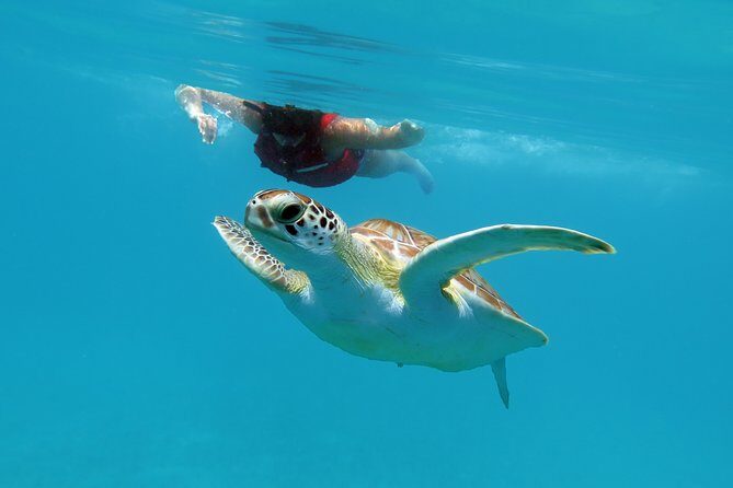 Kayak and Sea Turtle Snorkel with Beach Break - Price and value: is $139 per person fair?