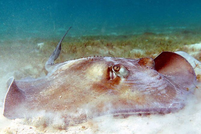 Kayak and Sea Turtle Snorkel with Beach Break - Who this tour fits best (and who should skip it)