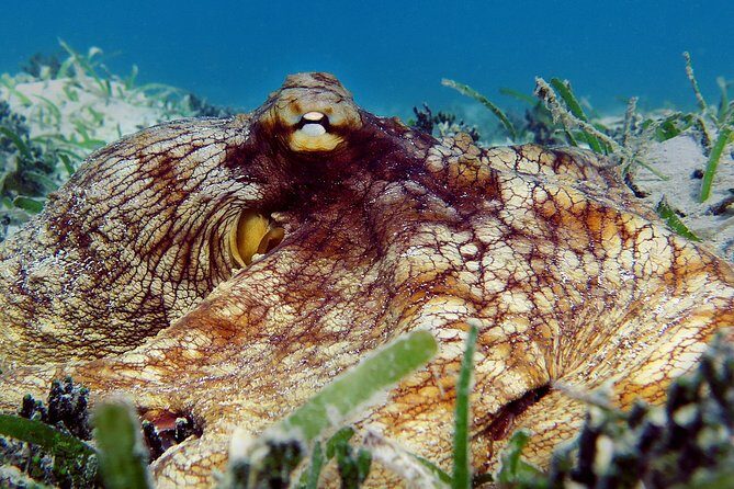 Kayak and Sea Turtle Snorkel with Beach Break - The 4-hour flow from Emerald Beach to calm water