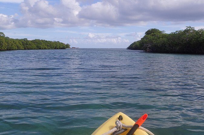 Mangrove Lagoon Kayak Rental in St Thomas - Wildlife Viewing in the Mangroves: Rays, Fish, and Pelicans