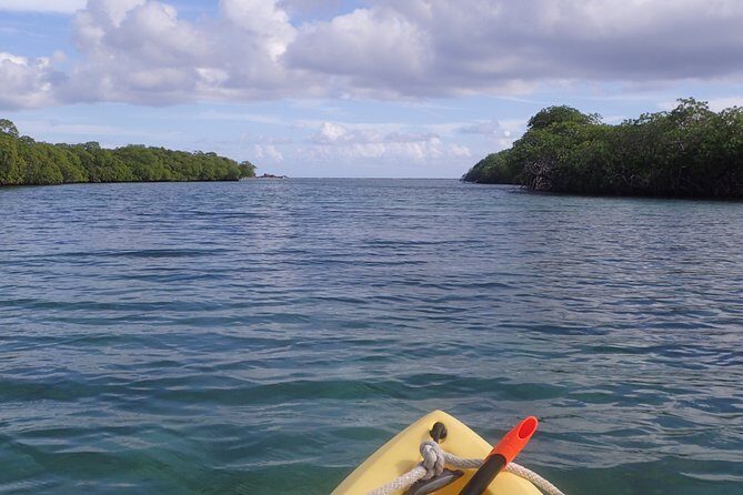 Mangrove Lagoon Kayak Rental in St Thomas - Meeting Point on Mariendahl Road: Simple Start, Easy Day Planning