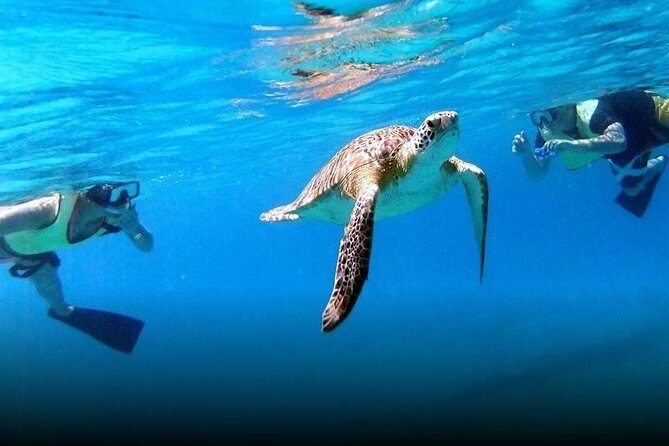 National Park Snorkeling Excursion - A 3.5-hour Reef Surfari day plan: what you actually do