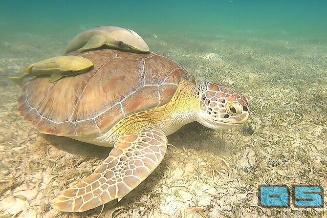 National Park Snorkeling Excursion - Snorkel stop one in the Virgin Islands National Park: where turtles and reefs usually show up