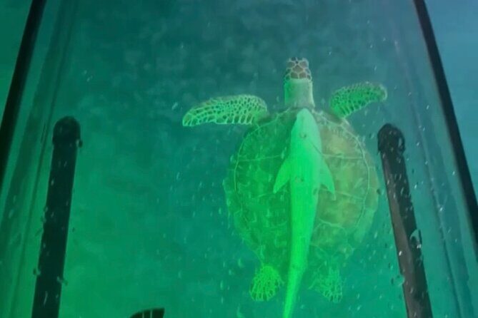Night Kayak Tour St. Thomas - Westin Frenchman's Reef - Should you book this Night Kayak / GLOW tour from Westin Frenchman’s Reef?