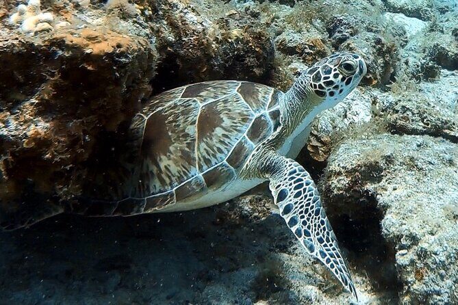 Private Half-Day Guided Snorkeling Charter in St. Thomas - Guide Support and Safety: The Difference Between Trying and Enjoying
