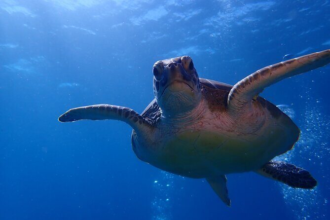 Private Half-Day Guided Snorkeling Charter in St. Thomas - Who This Snorkeling Charter Fits Best