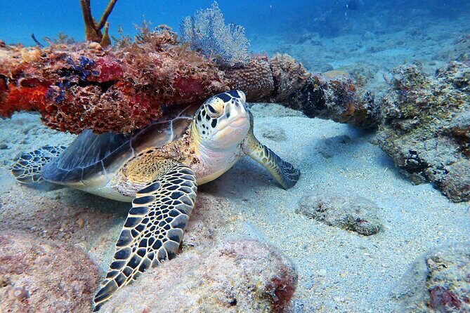 Private Half-Day Guided Snorkeling Charter in St. Thomas - Christmas Cove: A First Real Taste of Reef Life