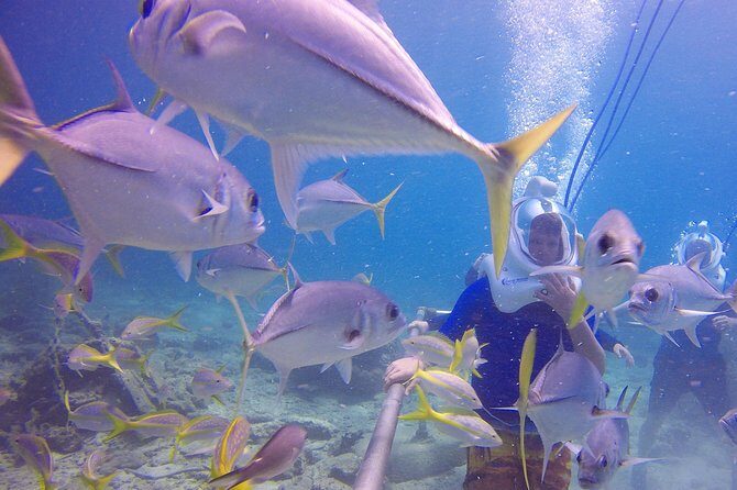 Sea Trek Helmet Dive at Coral World Ocean Park - Price and value: is $119 worth it?
