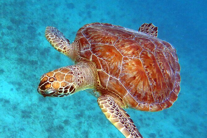 Small Group Sea Turtle Tour (Guaranteed to see turtles) - Key things to know before you meet the turtles