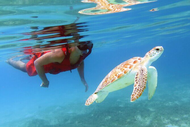 Small Group Sea Turtle Tour (Guaranteed to see turtles) - Guides make or break it: the names you’ll hear most
