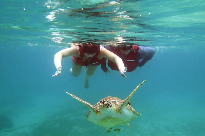 Small Group Sea Turtle Tour (Guaranteed to see turtles) - Key practical tips before you go