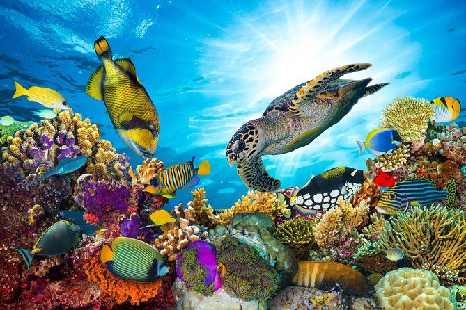 Snorkel Cat All Inclusive Adventure - Your first snorkel session: St John National Park vibes