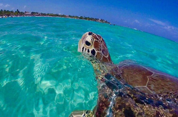 Snorkel St. John Tour from Sapphire and Margaritaville - Who This Tour Is Best For (and Who Might Want Another Option)