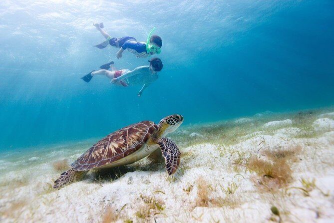 Snorkel & Swim with Turtles. Semi Private Tour to Buck Island & Honeymoon Beach - Buck Island snorkeling: where the turtles show up