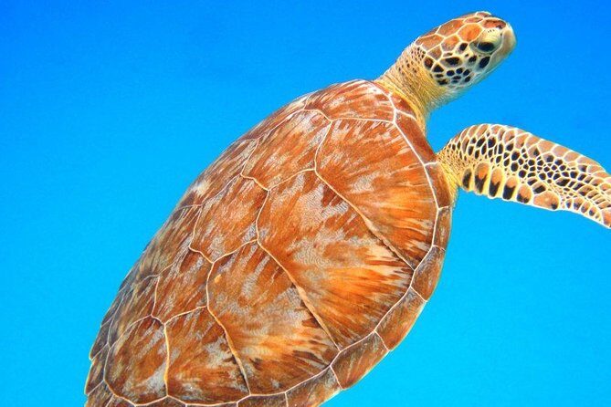 Snorkeling Adventure in St Thomas - Key points before you go