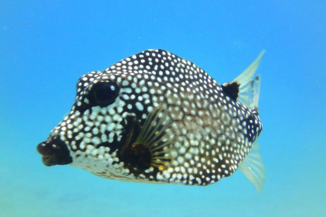 Snorkeling Adventure in St Thomas - In-water guidance and gear: beginner-friendly without feeling babysat