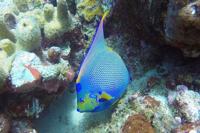 Snorkeling Adventure in St Thomas - Snacks, soda, and pirate punch on the return route
