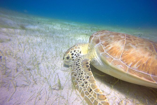 Snorkeling Adventure in St Thomas - Price and value: is $129 per person a good deal?