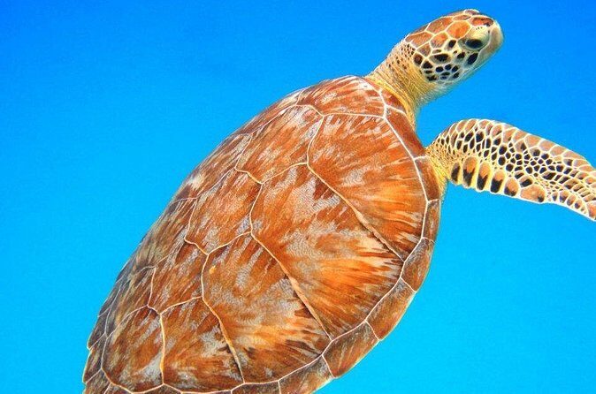 Snorkeling Adventure in St Thomas - Who this is best for (and who should skip it)