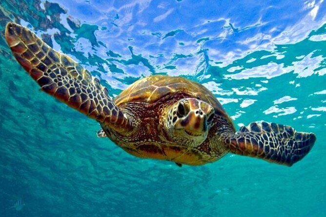 Snorkeling with Sea Turtles at St. Thomas - Quick hits before you go