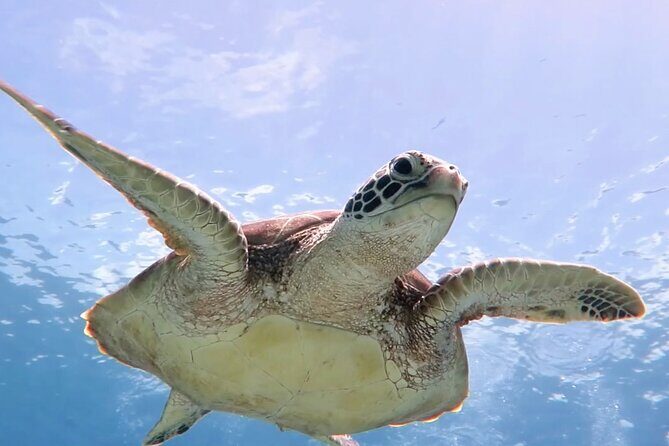 Snorkeling with Sea Turtles at St. Thomas - Duration, group size, and ticket format: why they matter