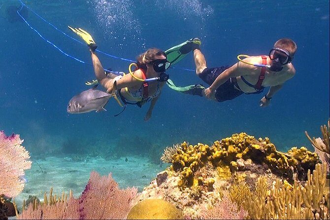 Snuba Adventure at Coral World Ocean Park - Key highlights at a glance