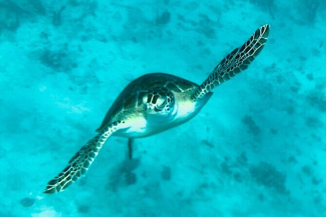 St. John Luxury Catamaran Turtle Snorkel and Cays Full Day - Group Size and the Semi-Private Feel: You Get Personal Attention