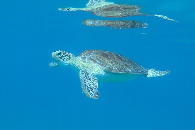 St Thomas Kayak and Sea Turtle Snorkel Excursion - Key things to know before you go