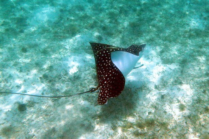 St Thomas Kayak and Sea Turtle Snorkel Excursion - Your first ride: tandem kayaking and how beginners are handled