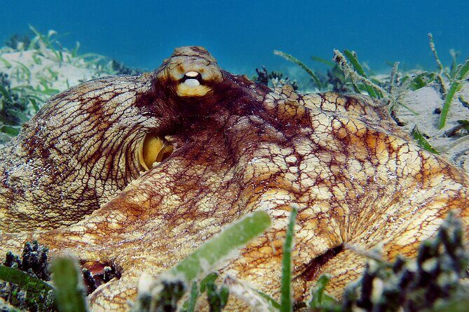 St Thomas Kayak and Sea Turtle Snorkel Excursion - Snorkeling gear and instruction: you don’t need to be a pro