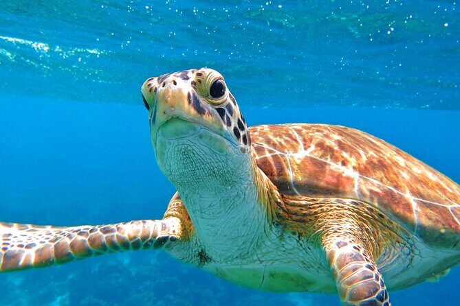 St Thomas Mangrove Lagoon Kayak and Snorkel Tour in the US Virgin Islands - Price and what you actually get for $89
