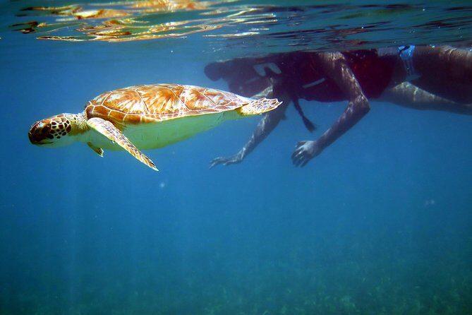 St Thomas Sea Turtle Snorkel Kayak Adventure Tour - Key things I’d plan around