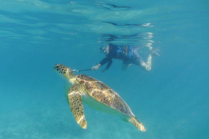 St Thomas Sea Turtle Snorkel Kayak Adventure Tour - What Happens at the Snorkel Stop (and How the Turtle Viewing Works)