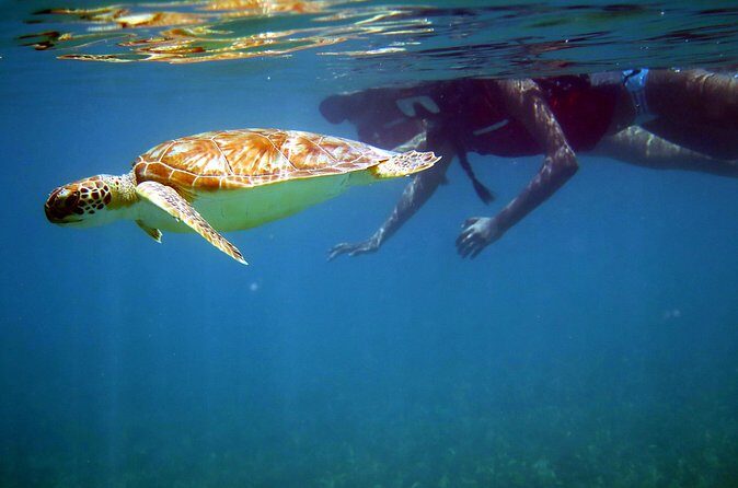 St Thomas Sea Turtle Snorkel Kayak Adventure Tour - Beach Time and Lunch: Included Food That Keeps You Going