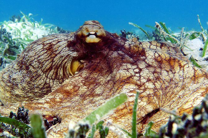 St Thomas Sea Turtle Snorkel Kayak Adventure Tour - Photos: Included Coverage vs. the $40 Photo Option