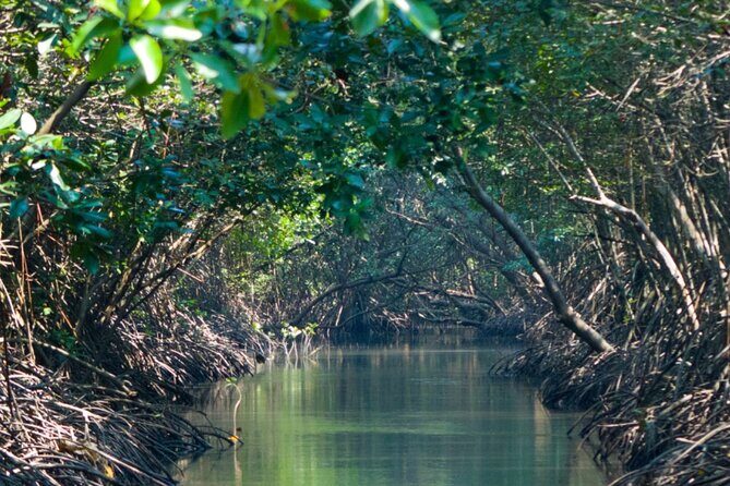 Sunset Kayak Tour in the Mangrove Lagoon, St Thomas - Wildlife You Can Actually Look For (Not Just Hope For)