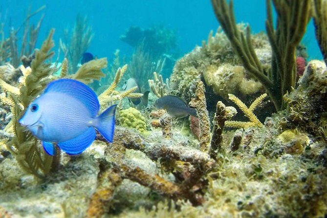 The Baths, Virgin Gorda, Cooper Island & Norman Island Snorkel - Why this day trip beats DIY from St Thomas