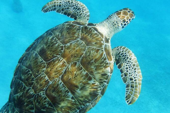Turtle Cove Catamaran Snorkel and Sail at Little Buck Island STT - Crew service and onboard vibe: drinks, pirate tattoos, and real personalities