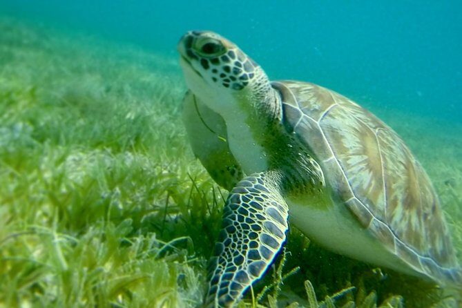 Turtles, Pizza Pi & Sunset trip - Meeting at American Yacht Harbor and what the 6-hour timing feels like