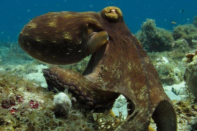 Two-Tank Dive for Certified Diving in St Thomas - Key highlights worth planning for