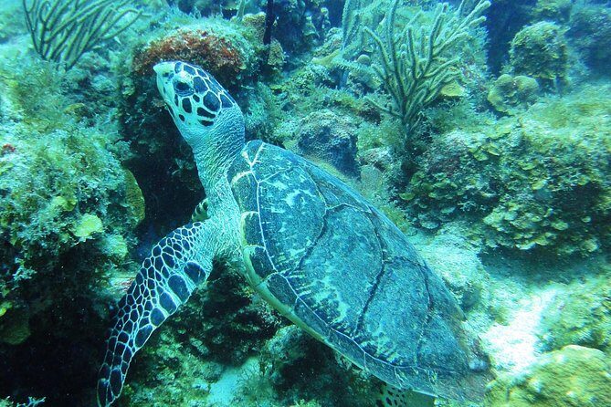 Two-Tank Dive for Certified Diving in St Thomas - Where you meet: Saga Haven Marina and Aqua Marine